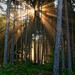 Slnečné lúče v lese I