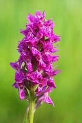 Vstavačovec májový