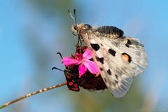 Jasoň čerenooký II