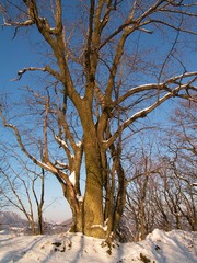 Drieňovský velikáni III