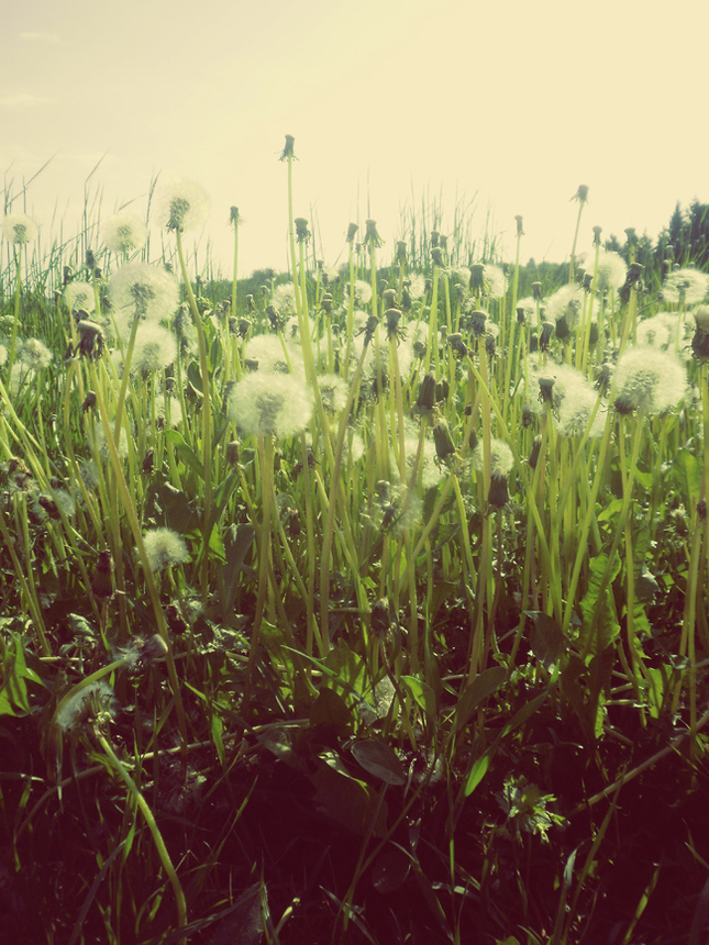 Live and Dead Dandelions