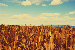 Corn