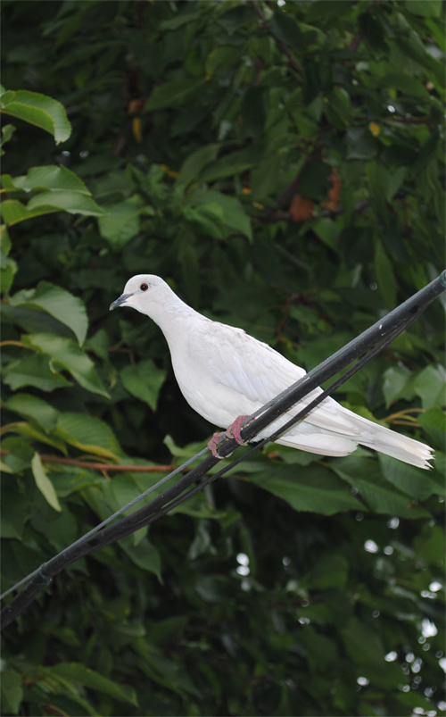 Turtle-Dove