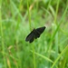 čierný motýľ