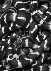 Lampropeltis