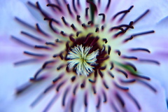macrokvet