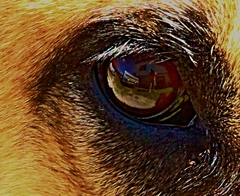 Candy's eye