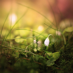 Oxalis
