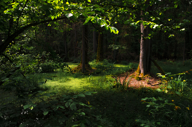 Bielovežský prales II
