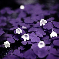 Oxalis (kyslička)