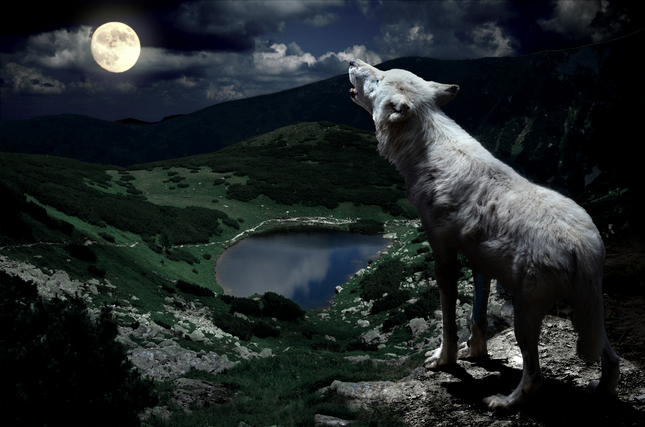 Night howling