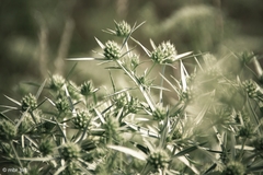 greeny