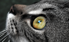 eye