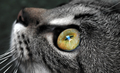 eye