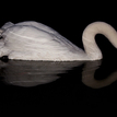 Swan