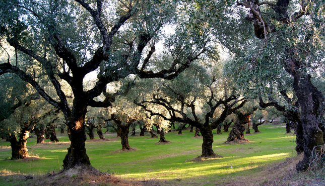 Olivovníkový ráj