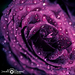 ruža fialová