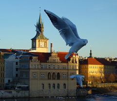 Pražská čajka