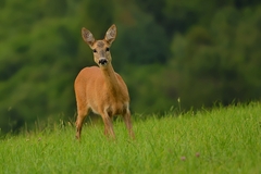 Fešanda
