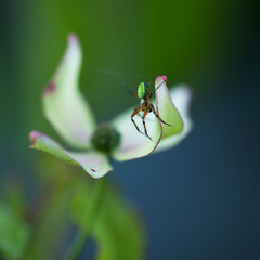 cornus cousa