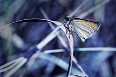 motyl