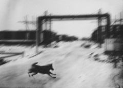 Wild at heart