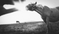 Where the wild things are