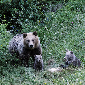 Medvedia rodinka