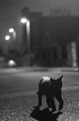 Night hunter