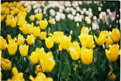 Tulipány