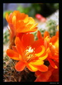 Kaktusový kvet