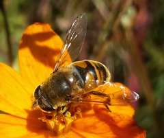 vcela