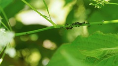 summer of nature