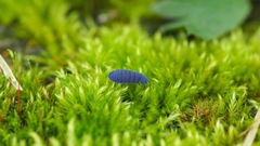 Mini beetle