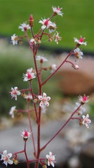 unknown flower