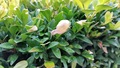 snails