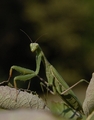 Mantis religiosa