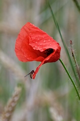 Červená Karkulka a včielka Maja