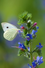 Tankovanie paliva