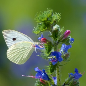 Tankovanie paliva