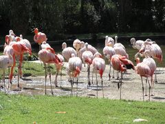 Plameniaci