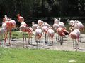 Plameniaci