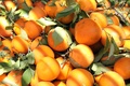 Pomaranče v Rissani