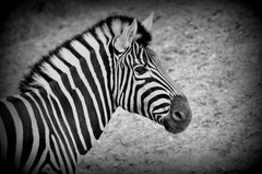 zebra