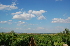 vinič