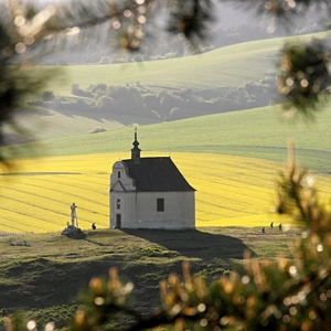 Sivá brada