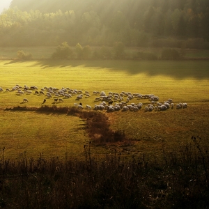 Dobré ráno ovečky ...