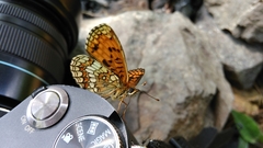 Motýľ fotograf