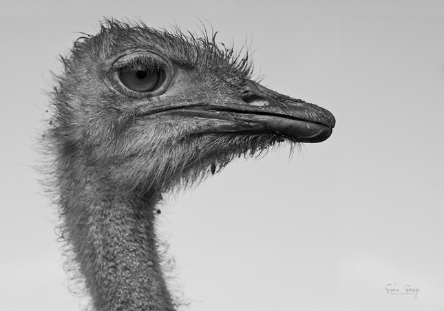 Emu face