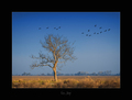 Autumn tree